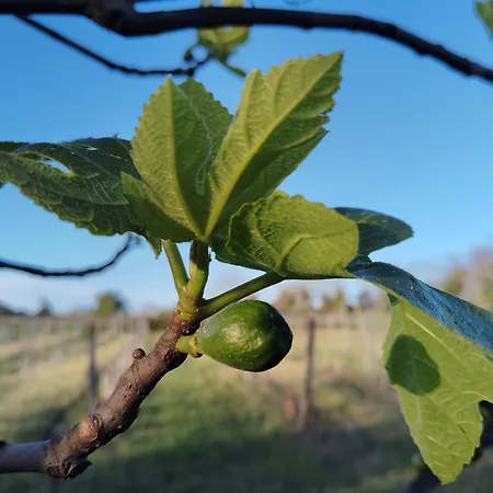 Hébergement de vacances L'edenwine Doulezon