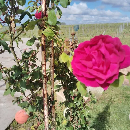 L'edenwine