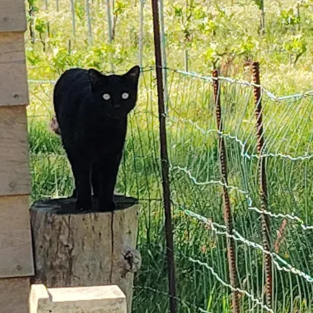 Hébergement de vacances L'edenwine