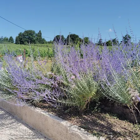 Hébergement de vacances L'edenwine