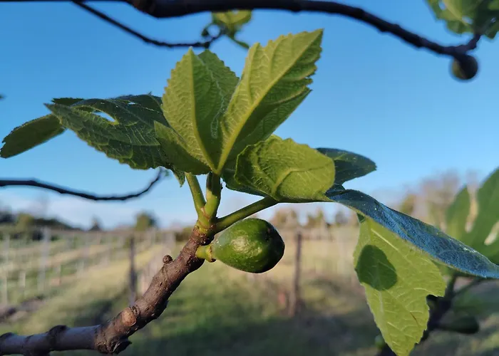 Casa vacanze L'edenwine Doulezon
