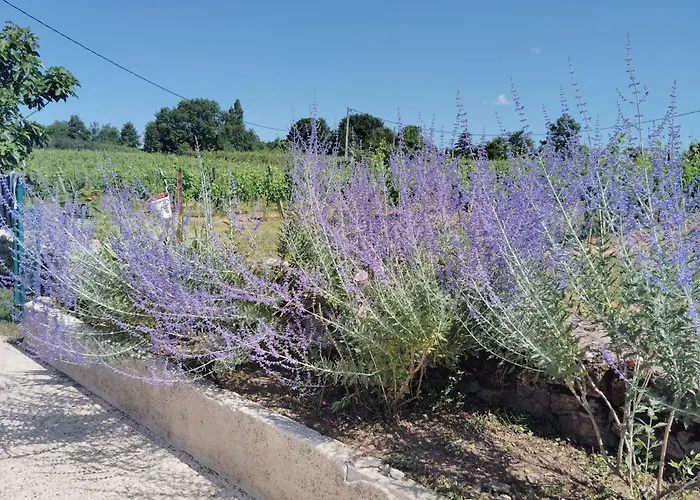 Casa vacanze L'edenwine